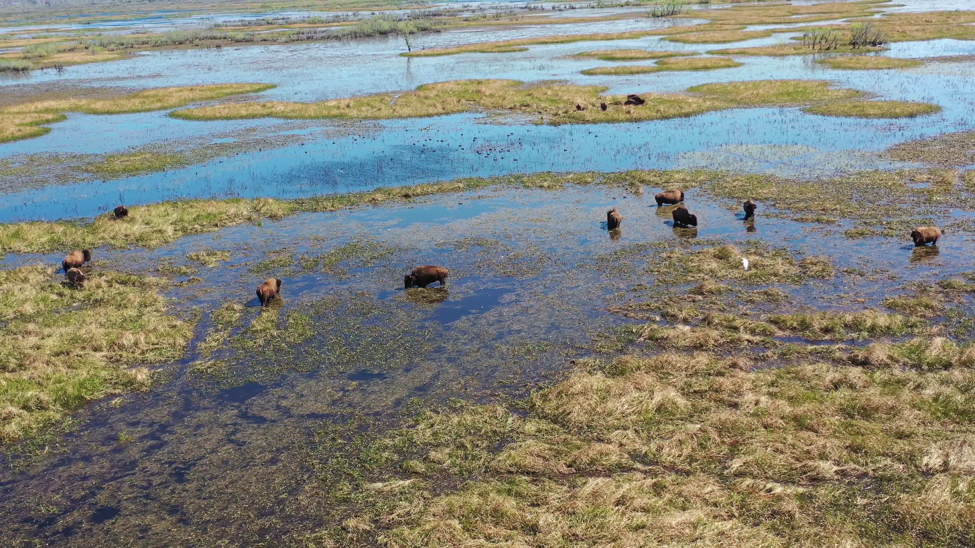 [图]【鸟瞰草原湿地】野牛群