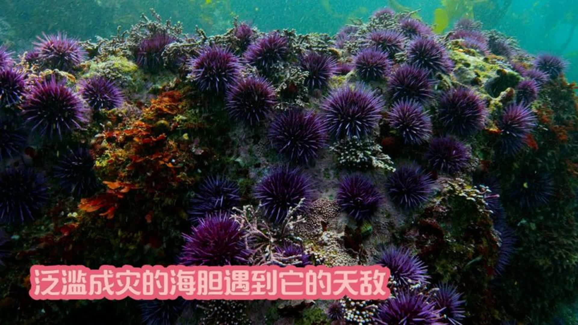 泛滥成灾的海胆遇到它的天敌