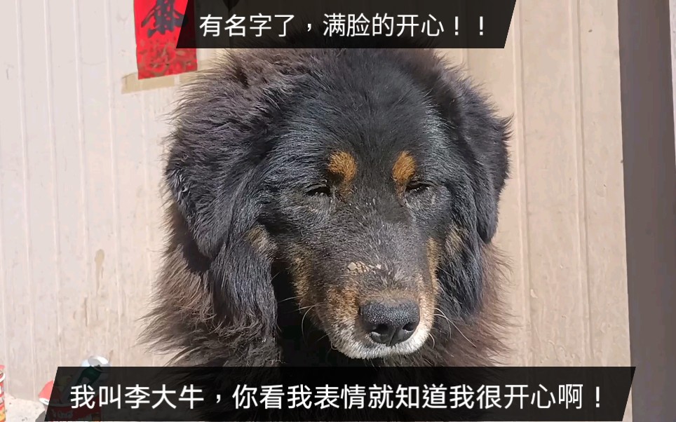 藏獒表情包图片 搞笑图片