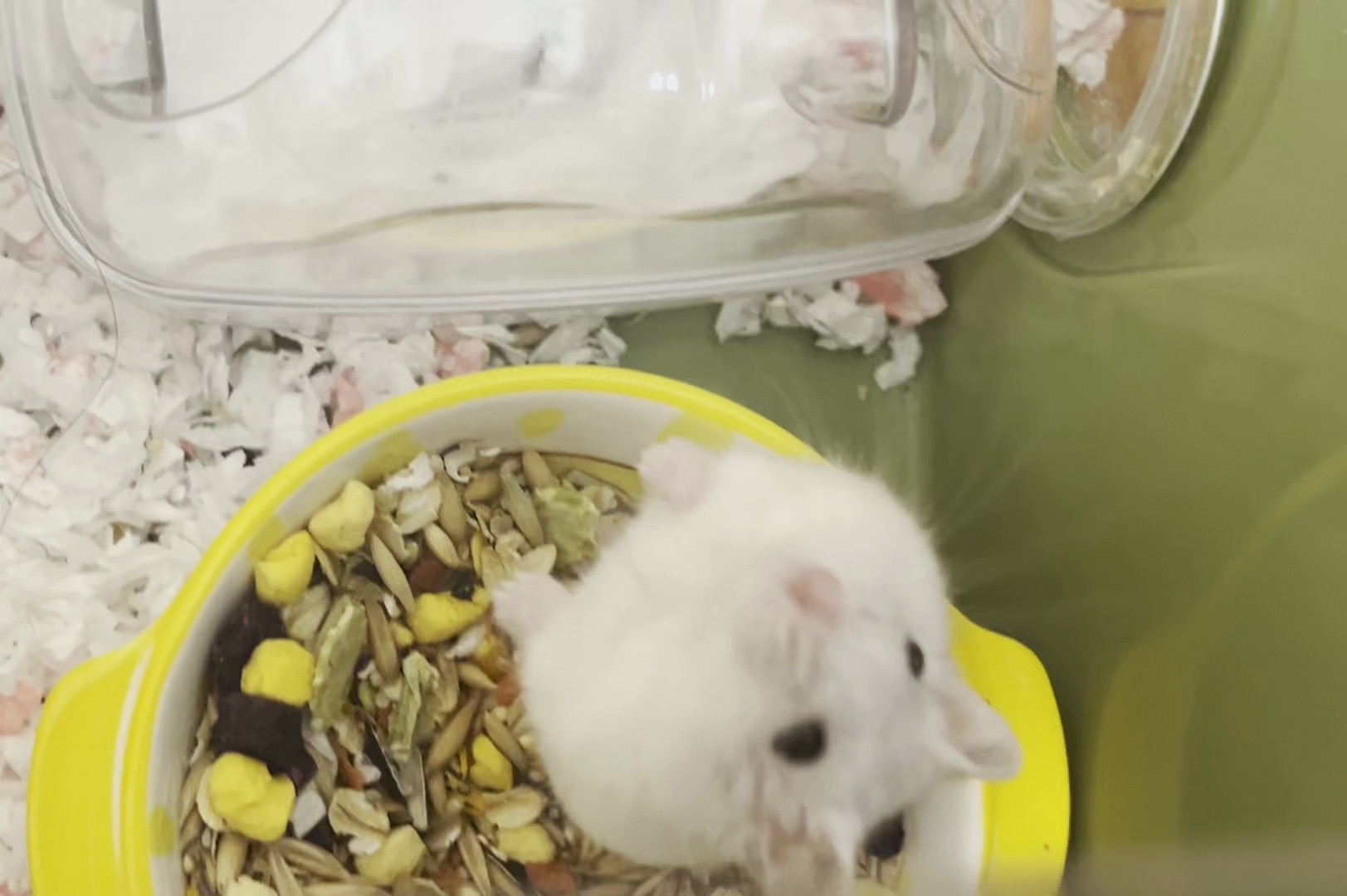 【仓鼠】笨蛋小日常