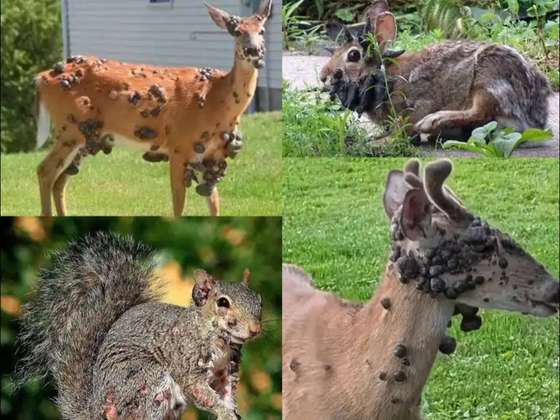 美国多地出现变异动物