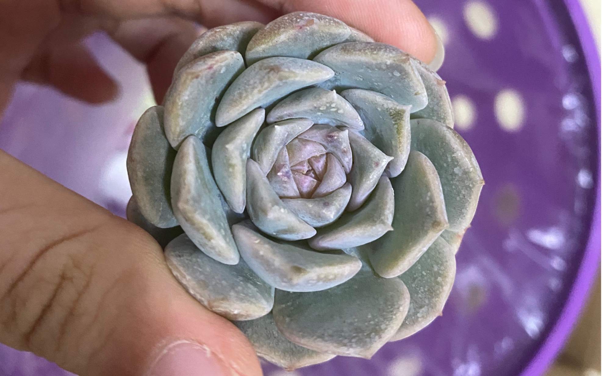 【羽之园艺】冰魄雪颜