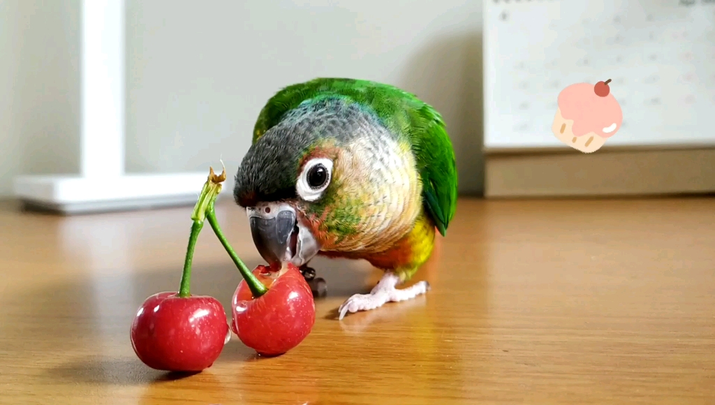 鹦鹉吃樱桃