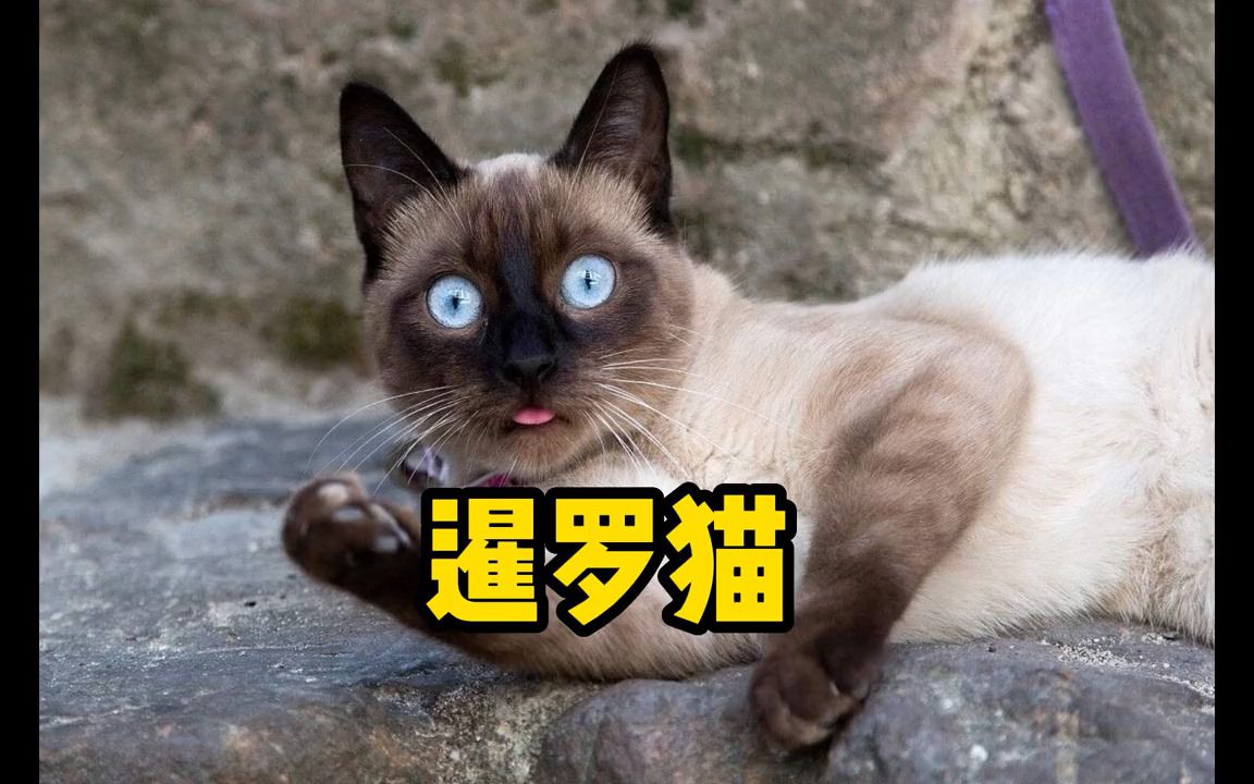 猫21说猫中哈士奇,泰国煤老板,猫圈头号话痨解读网络热门猫咪暹罗猫萌宠知识猫咪品种科普哔哩哔哩bilibili