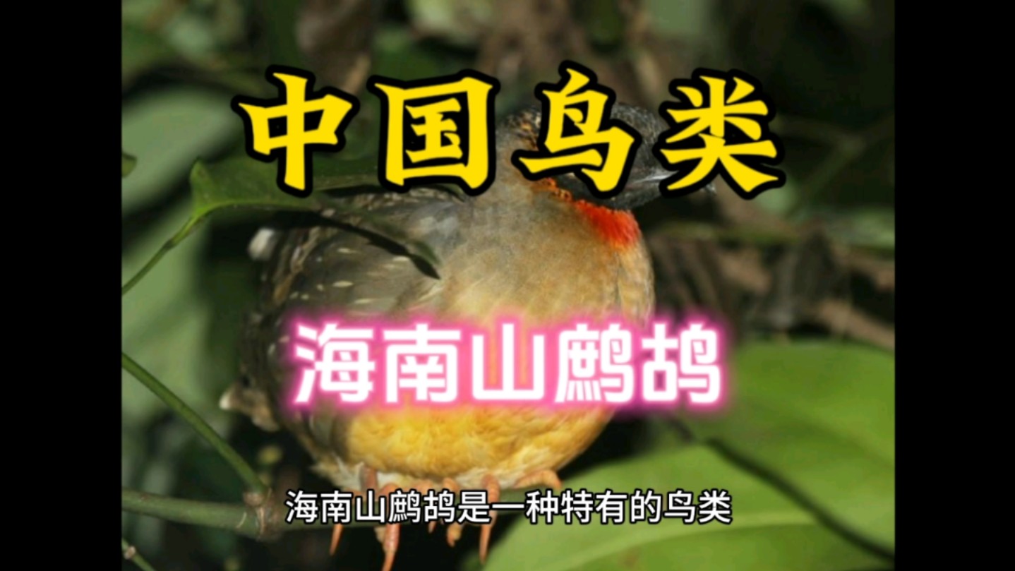 【中国鸟类】海南山鹧鸪