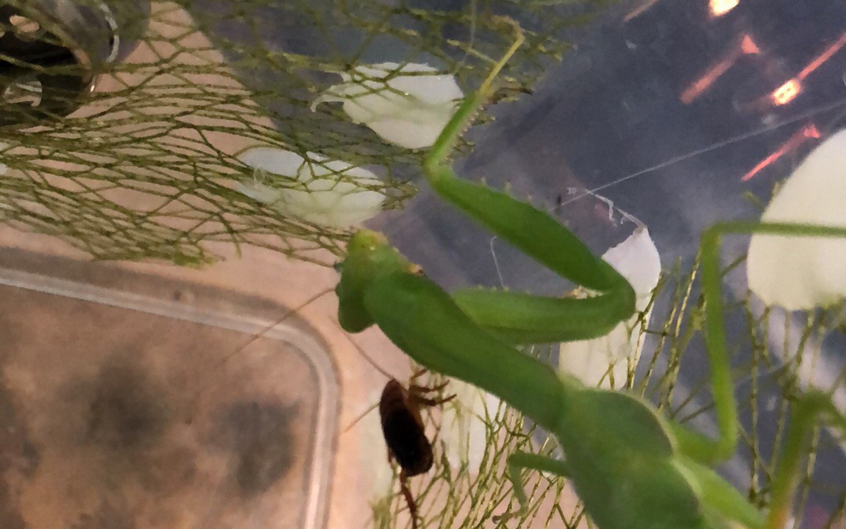 云南产野血母杵胸斧螳原未知斧之一羽化