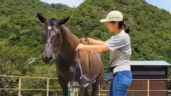 下载视频: 马：不对不对，不是这么戴的！