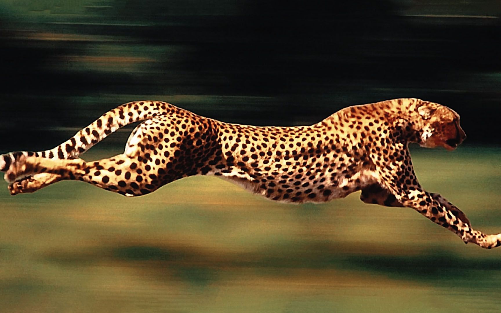 豹子奔跑图片 摄影图片