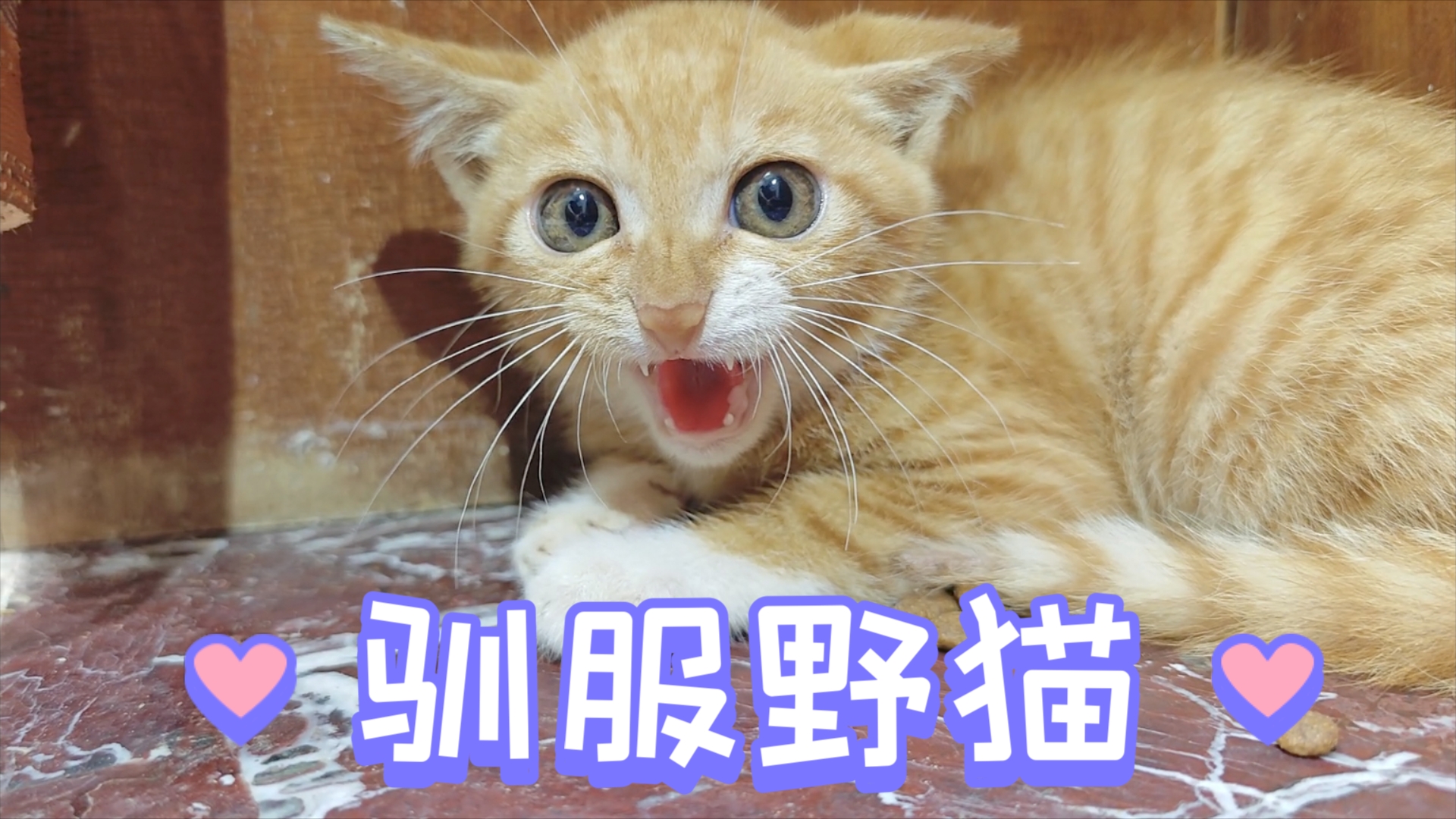 驯服野猫教学,越凶的野猫驯起来越有意思哔哩哔哩bilibili