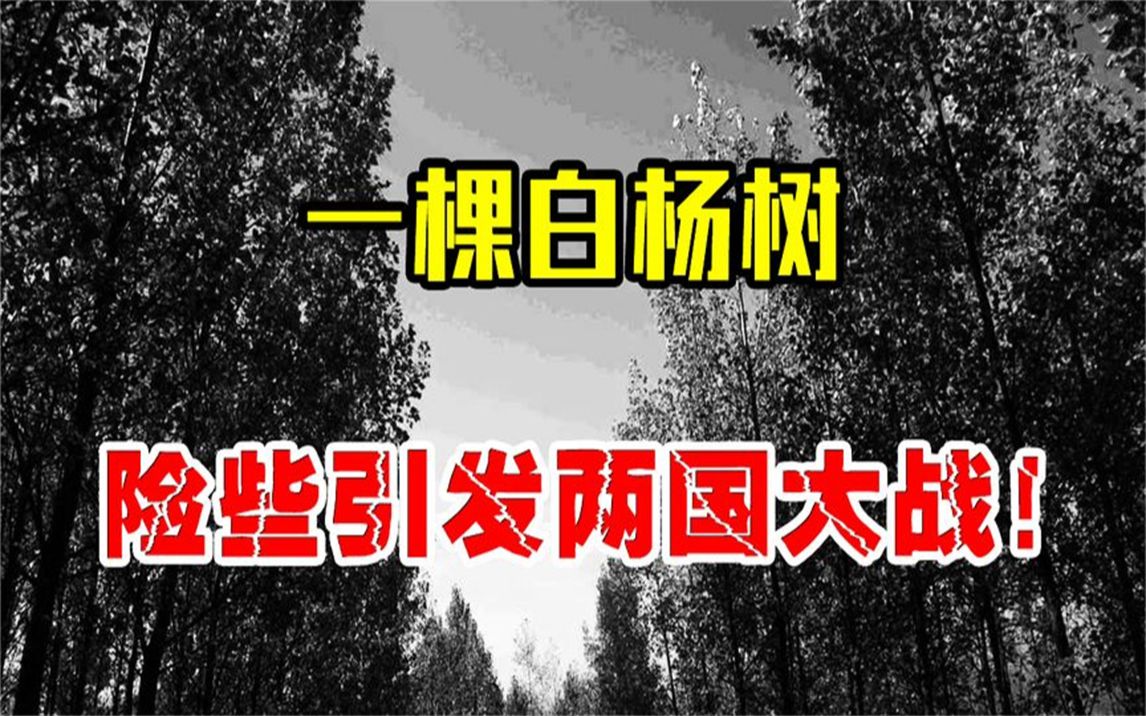 1976年,朝韩边境的一棵白杨树,差点引发了一场战争!哔哩哔哩bilibili