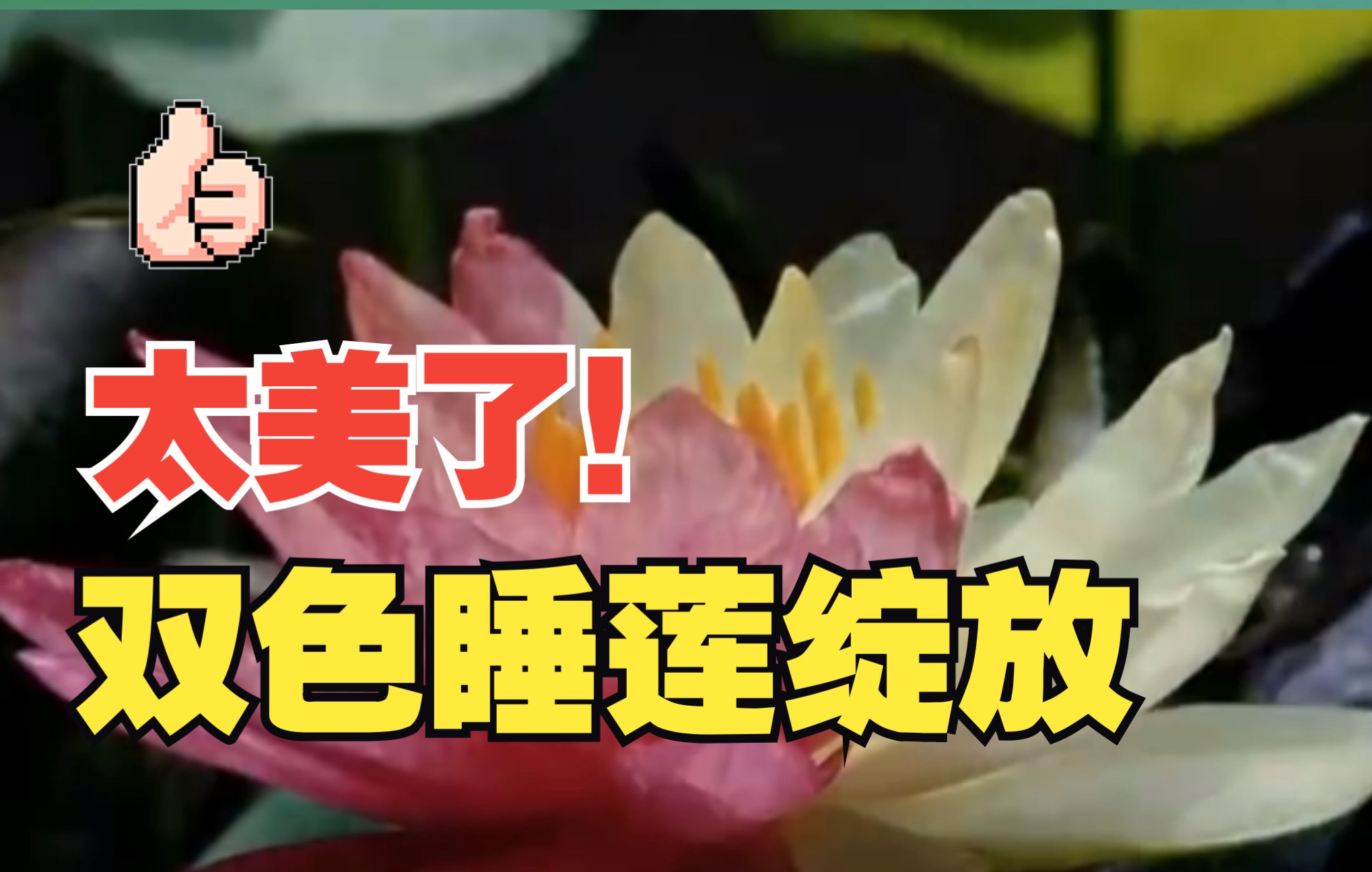 【太美了!双色睡莲绽放】这种花叫“万维莎”,也被称为“世界睡莲冠军”.一起欣赏双色睡莲绽放,祝大家祝好运“莲莲”.哔哩哔哩bilibili