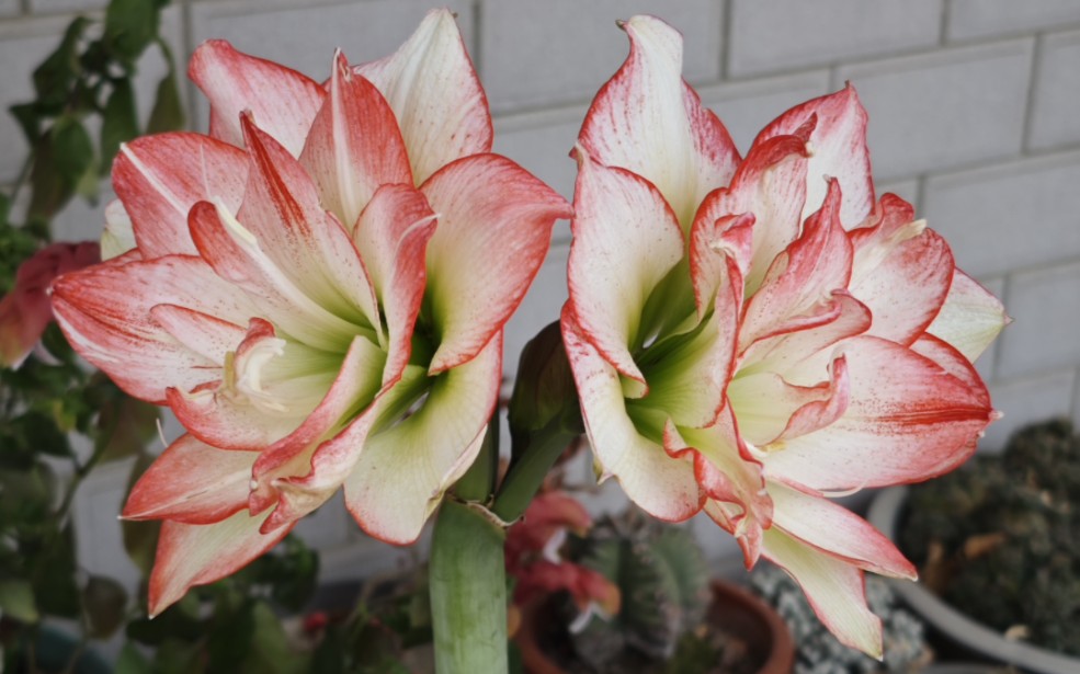 朱顶红北方姑娘开花啦,初花能有这样很好了