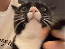 你好 我是小猫