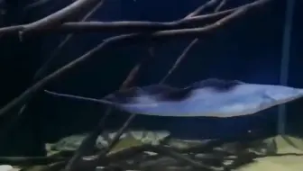 被称为 尼罗河魔鬼 的鱼 视力为零 生性残暴 捕食全靠放电 哔哩哔哩 Bilibili
