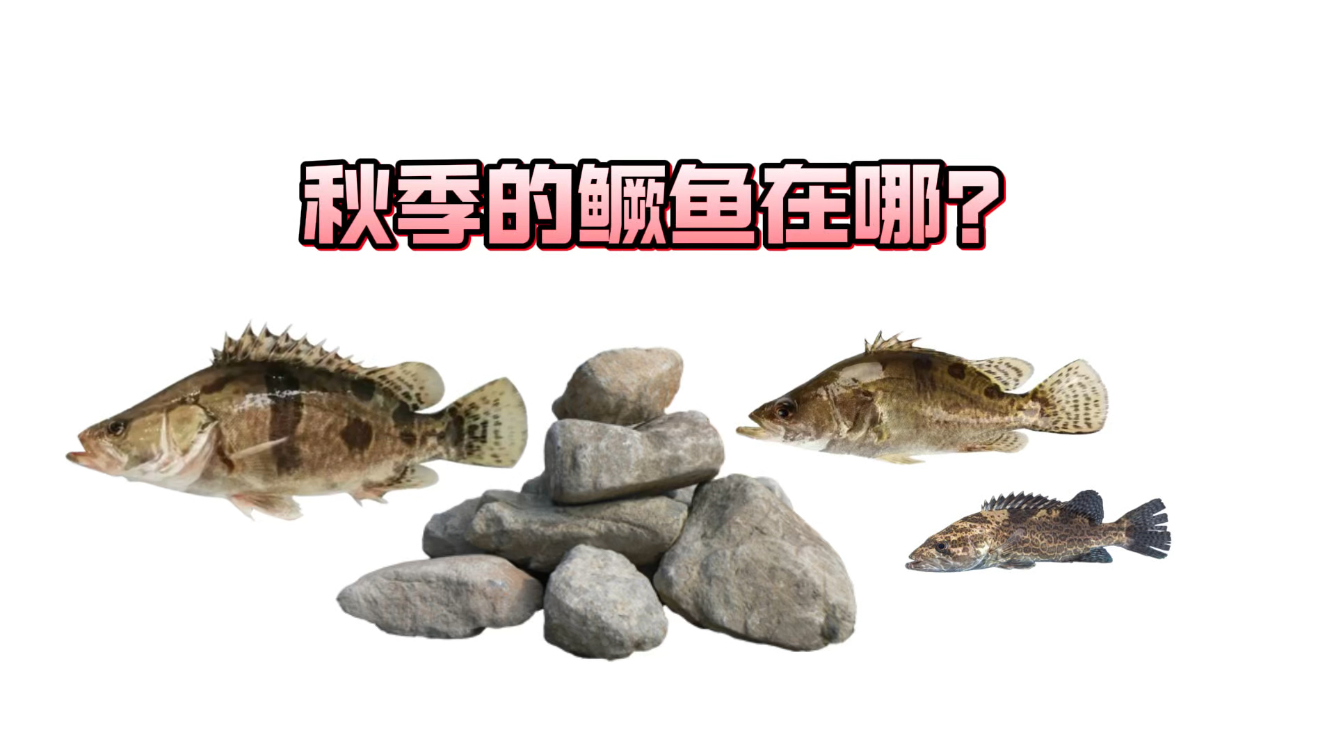 路亚新手必看秋季野钓鳜鱼攻略!标点时间窗口期分享哔哩哔哩bilibili