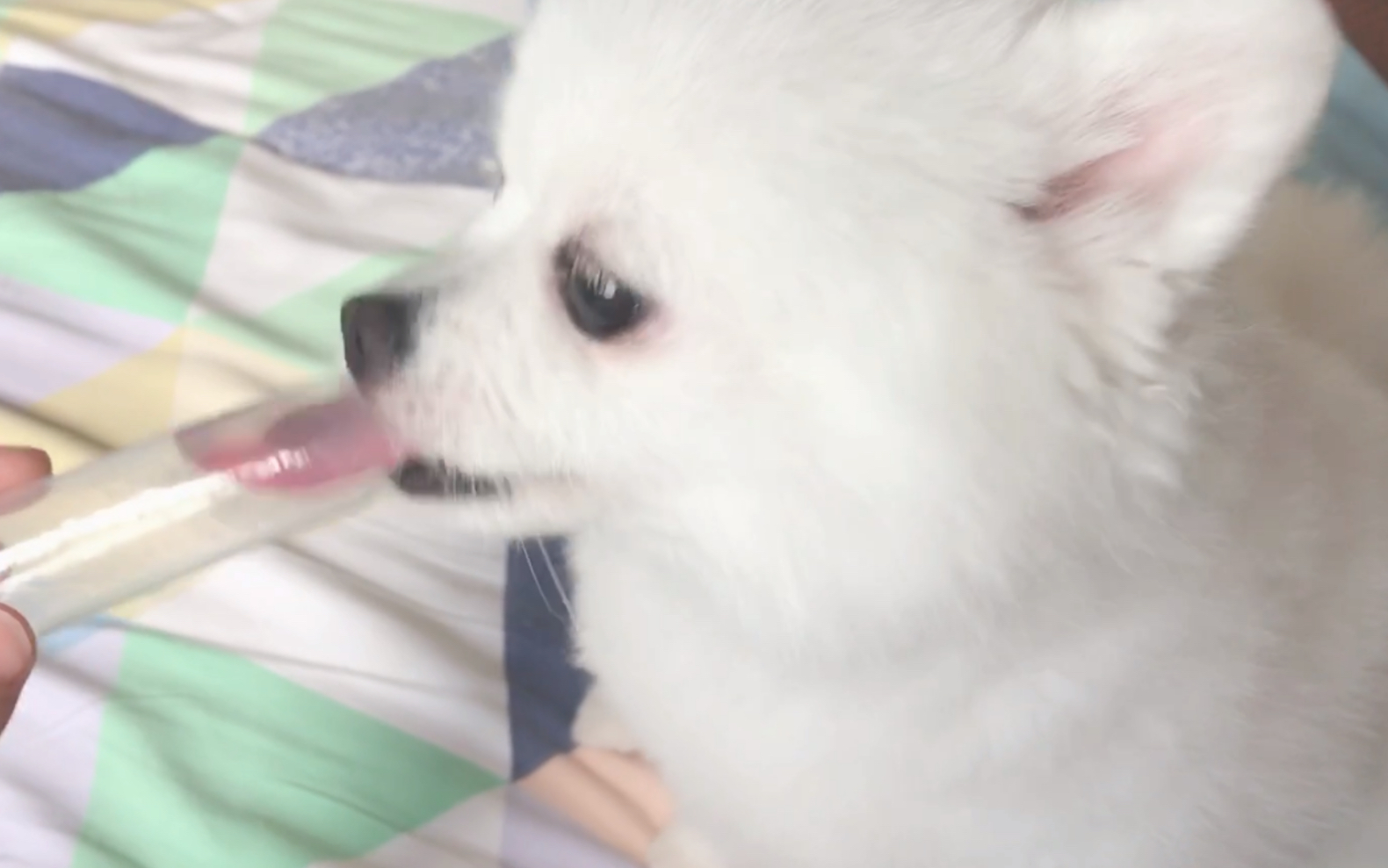 【博美】长舌头馋嘴小狗疯狂舔棒冰皮