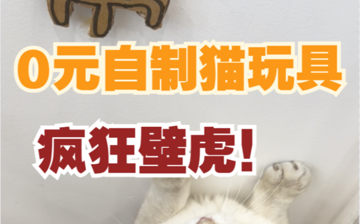 0成本自制猫玩具!猫咪都玩疯了!哔哩哔哩bilibili