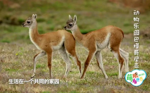 [图]儿童百科。动物乐园就是这个样子-了不起的动植物