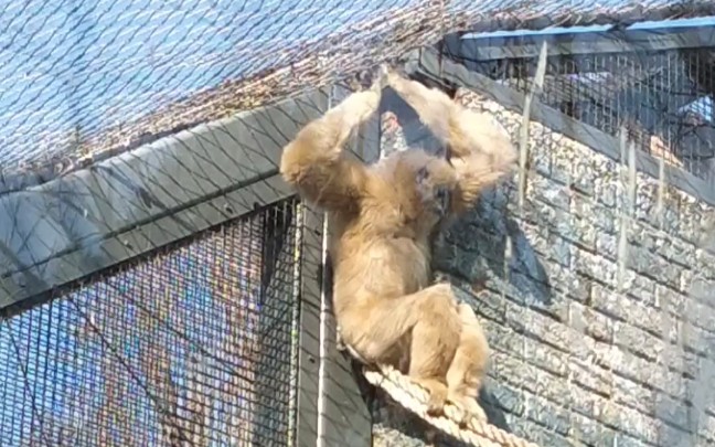 [图]北京动物园长臂猿的歌声