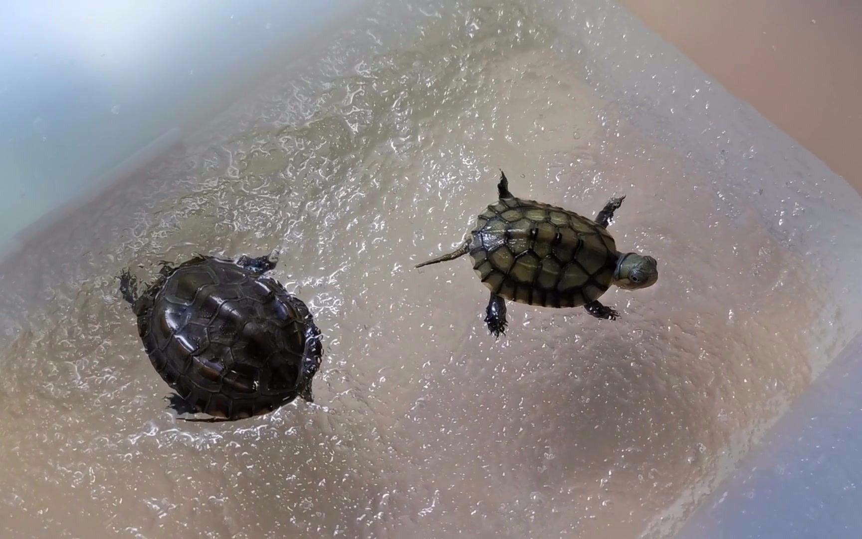 乌龟冬眠的样子 B站