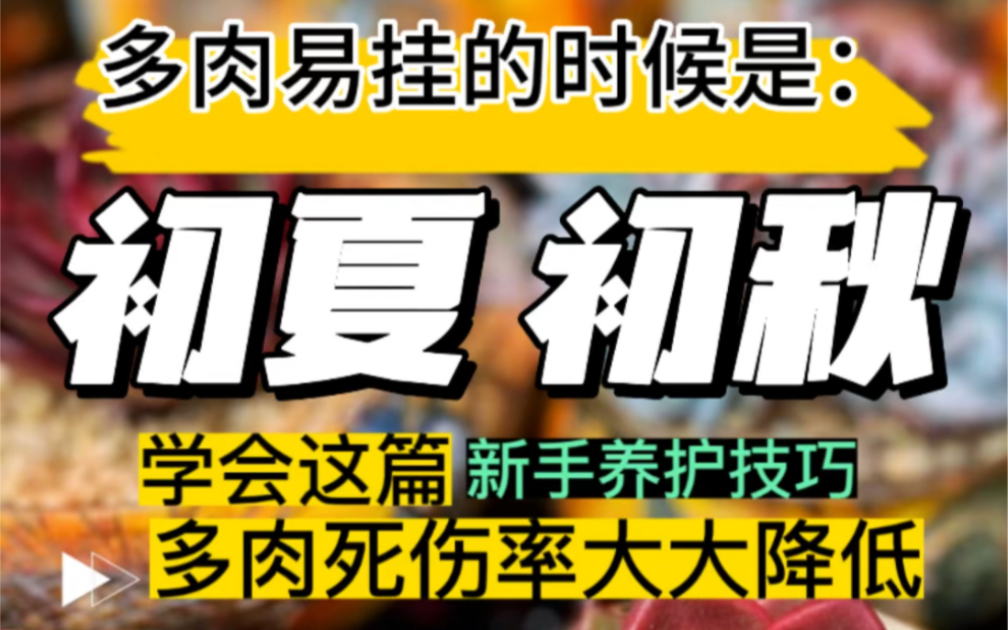 多肉养护之【初夏和初秋,比“度夏”更可怕】|新手必学|多肉养护干货哔哩哔哩bilibili