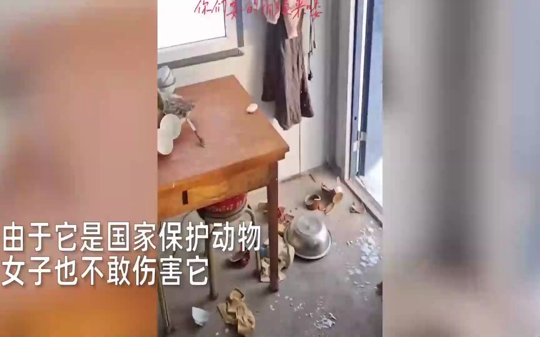 猫头鹰进屋摔了不少碗,赶不走又不能碰女子绝望哀求:你倒是走啊哔哩哔哩bilibili