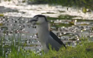 Скачать видео: 【夜鹭】伸缩伸缩伸缩伸缩伸缩