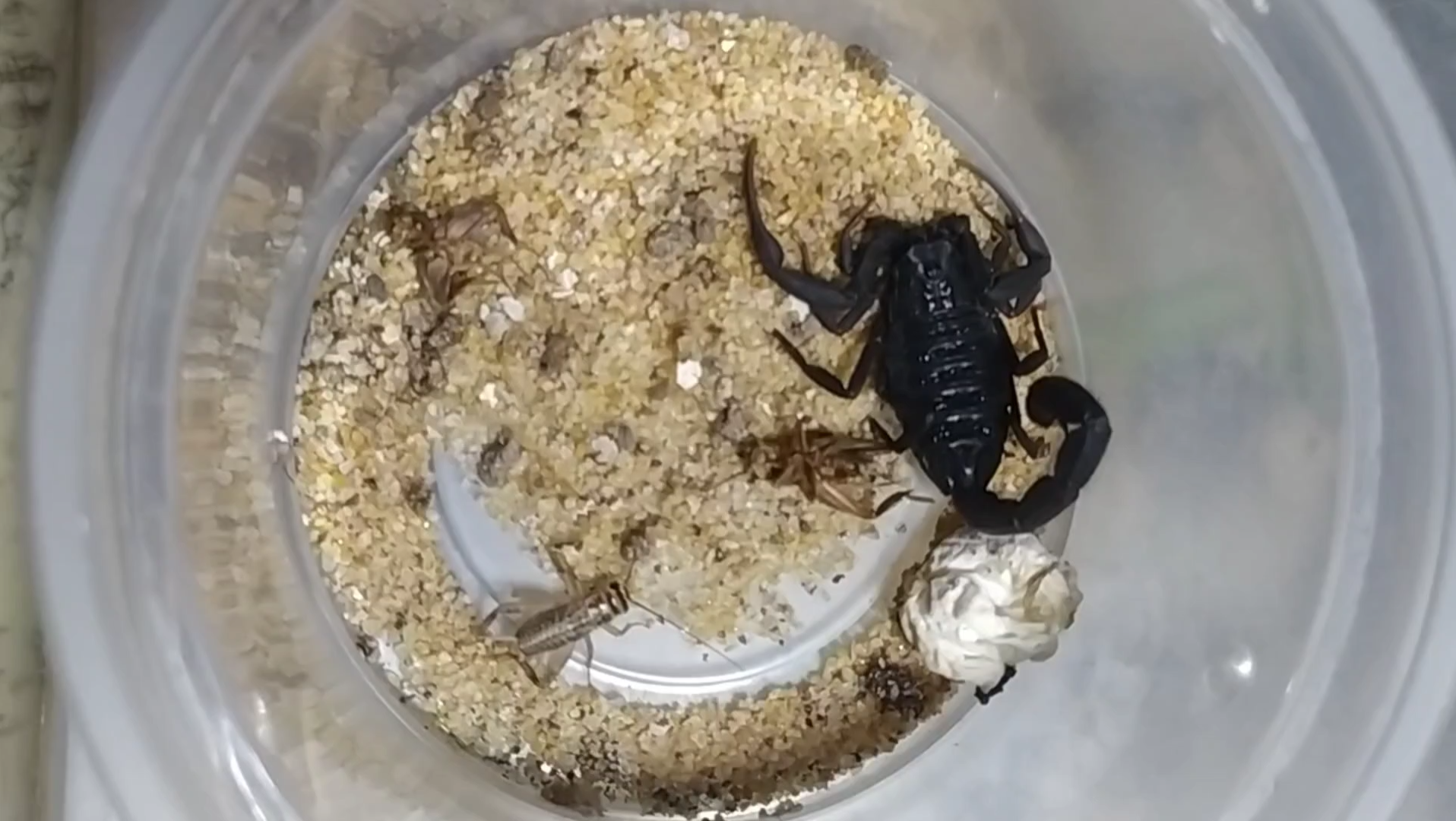 摩洛哥绒毛黑鳄背蝎