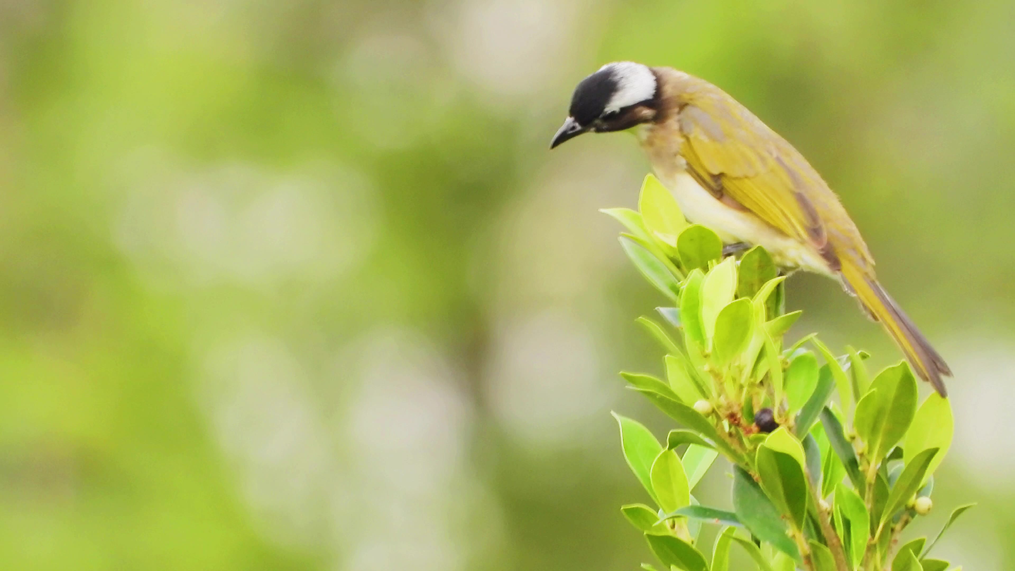 尼康p1000拍鸟视频_哔哩哔哩_bilibili
