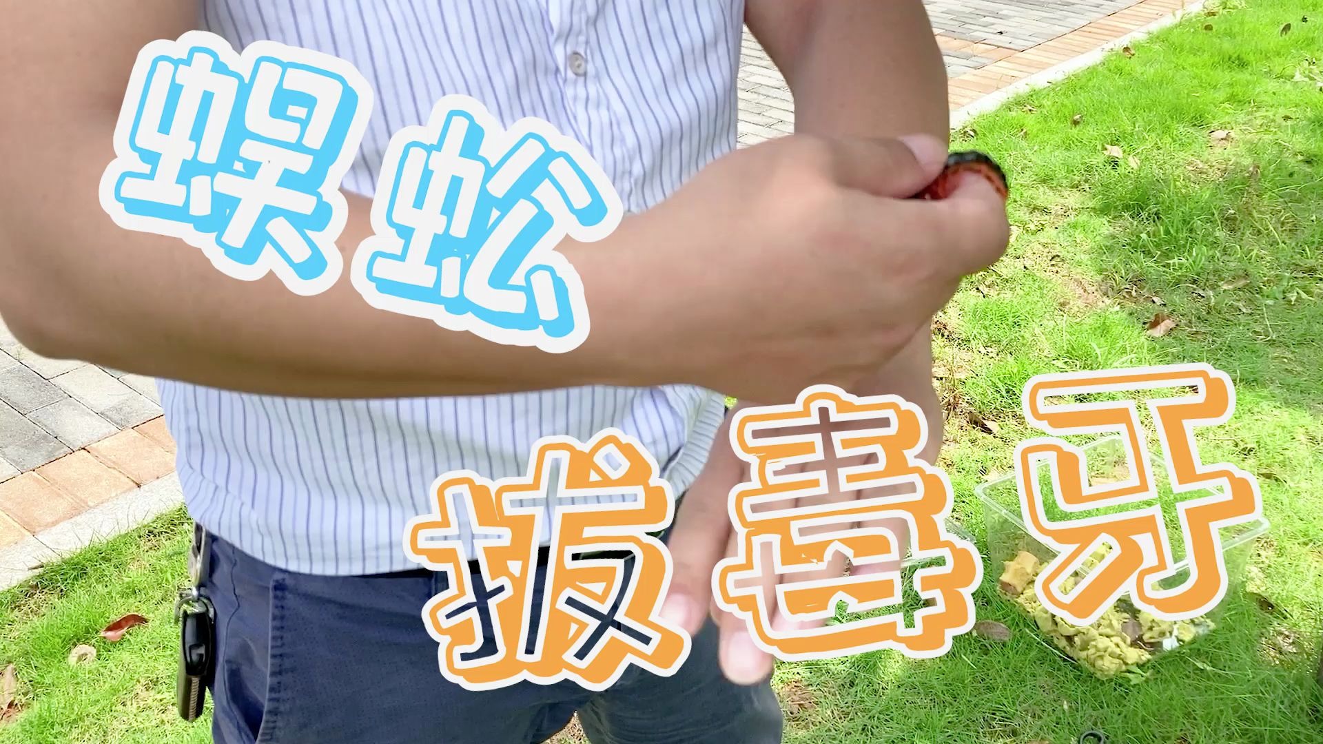 蜈蚣厉害的是两颗毒牙,拔掉以后就可以一起愉快的玩耍了_哔哩哔哩