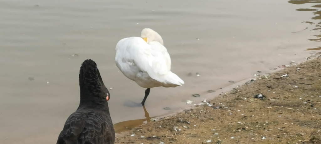 在喧嚣中单脚睡觉的白天鹅