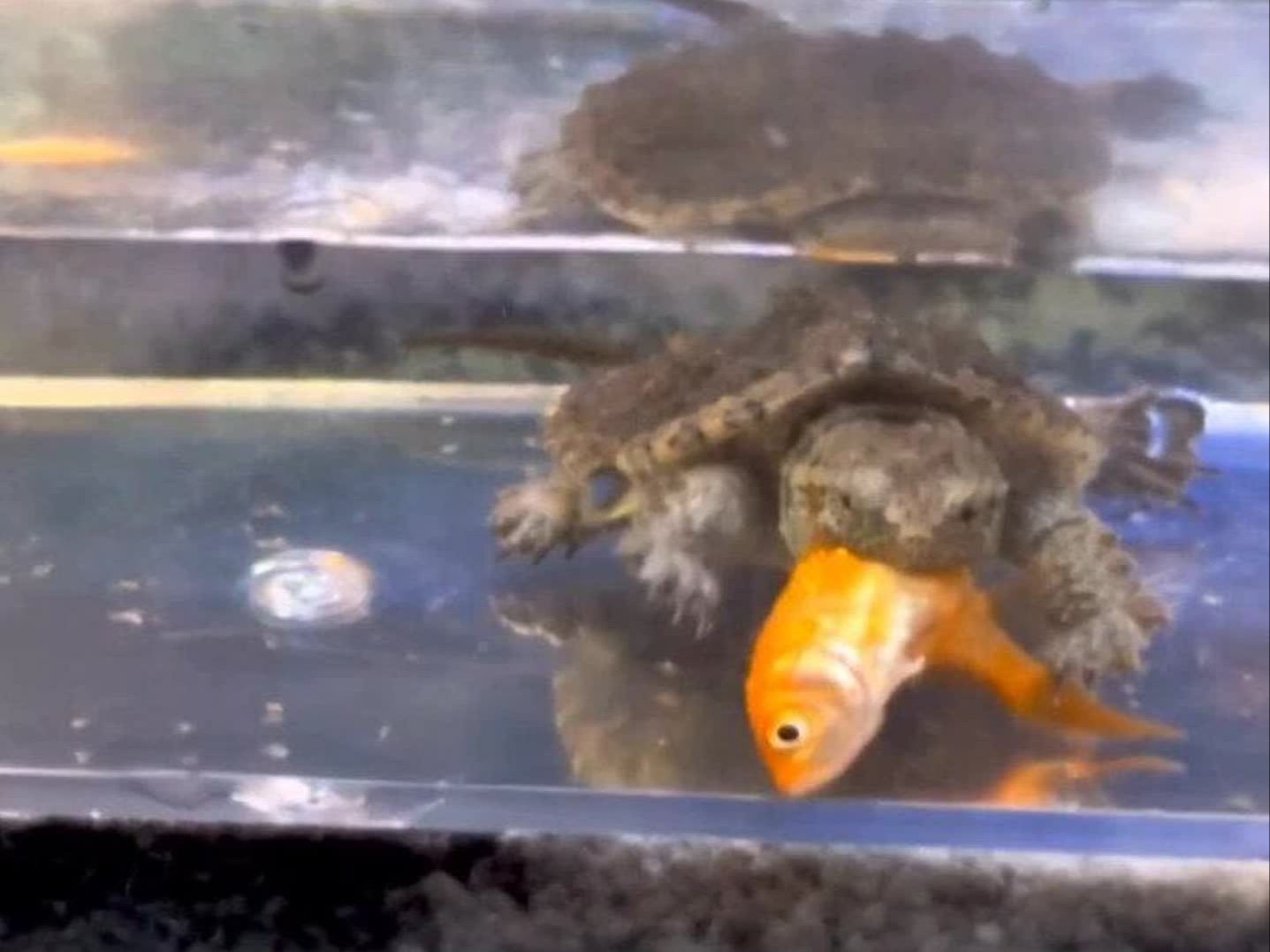 鳄龟狂吃金鱼,这货真残暴!