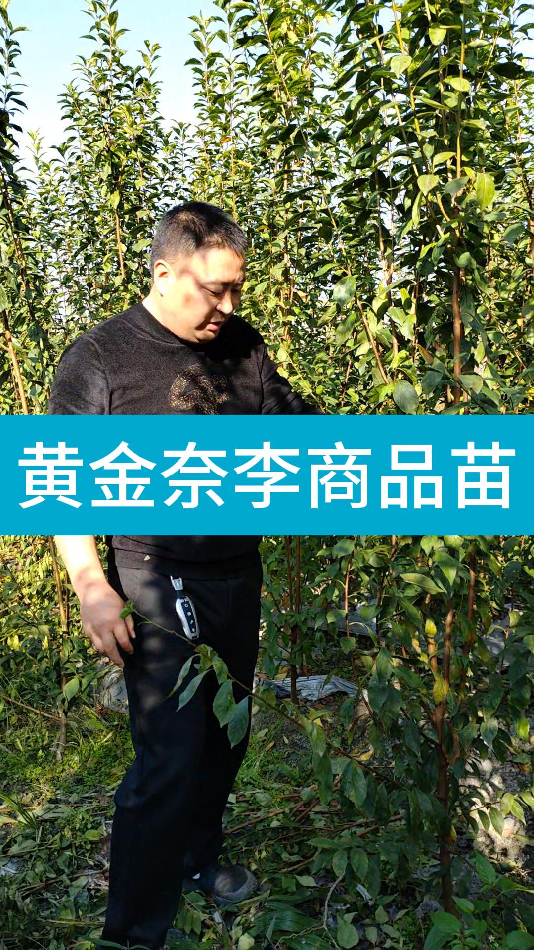 黄金奈李商品苗