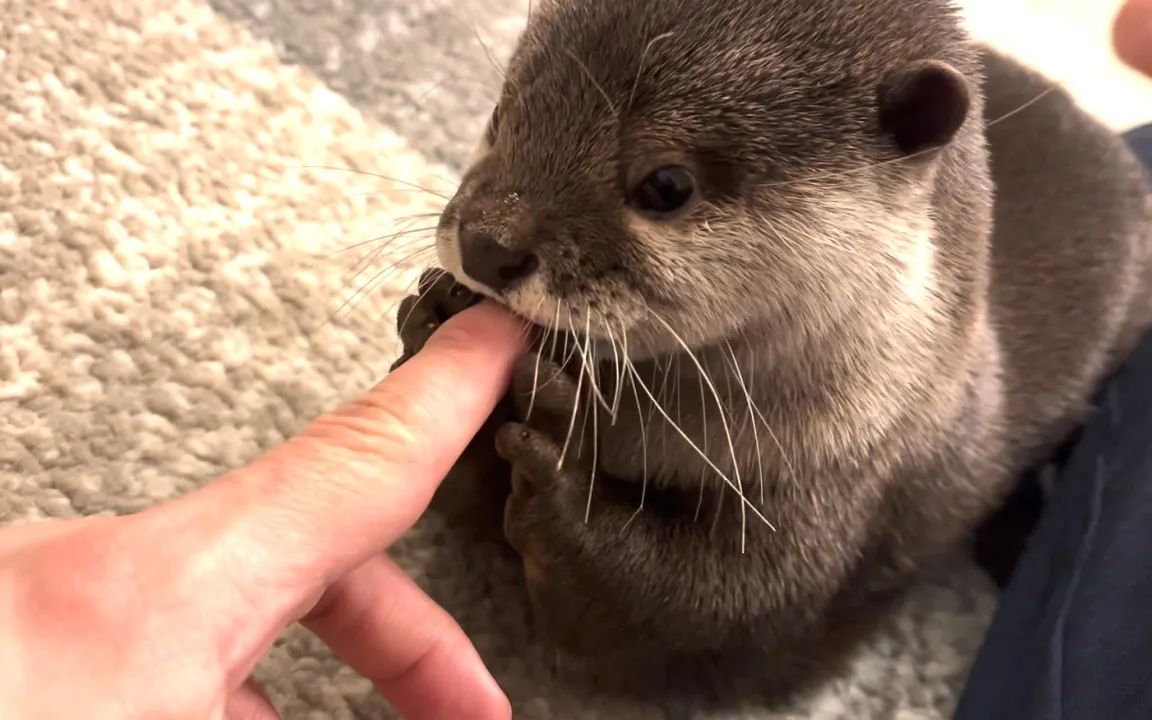 水獭见到水獭啃主人的手指猫咪的反应竟是小樱花和小年糕
