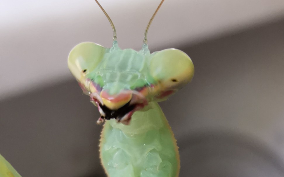 小多刺斧螳的不精准捕食_哔哩哔哩 (゜-゜)つロ 干杯~-bilibili