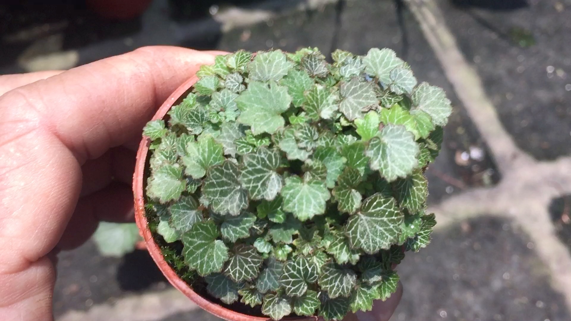 姬虎耳草 绿植盆栽