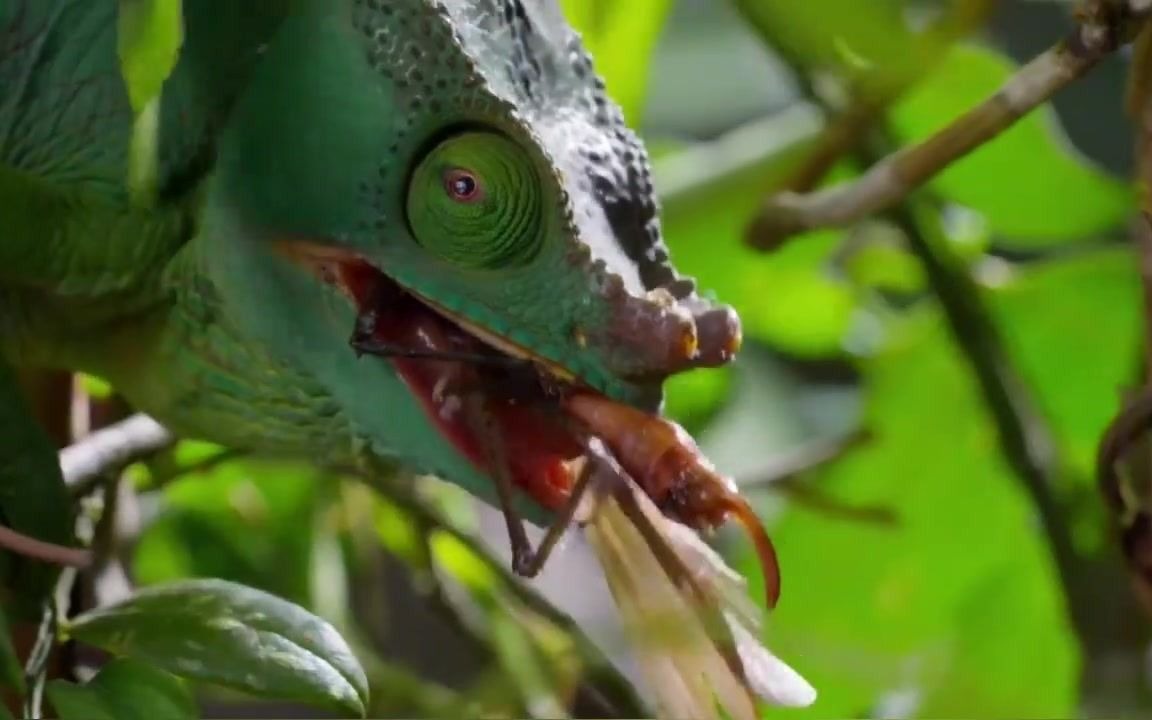 食为铁    命为钢   一顿不吃饿得慌