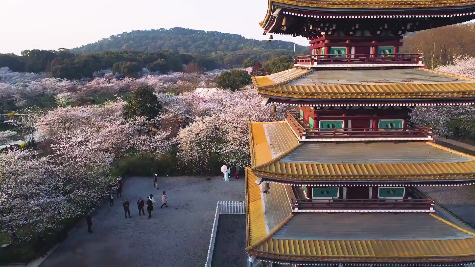 空拍武汉东湖磨山樱花园哔哩哔哩bilibili