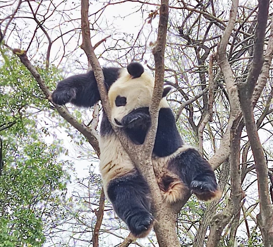 扬州野生动物园图片