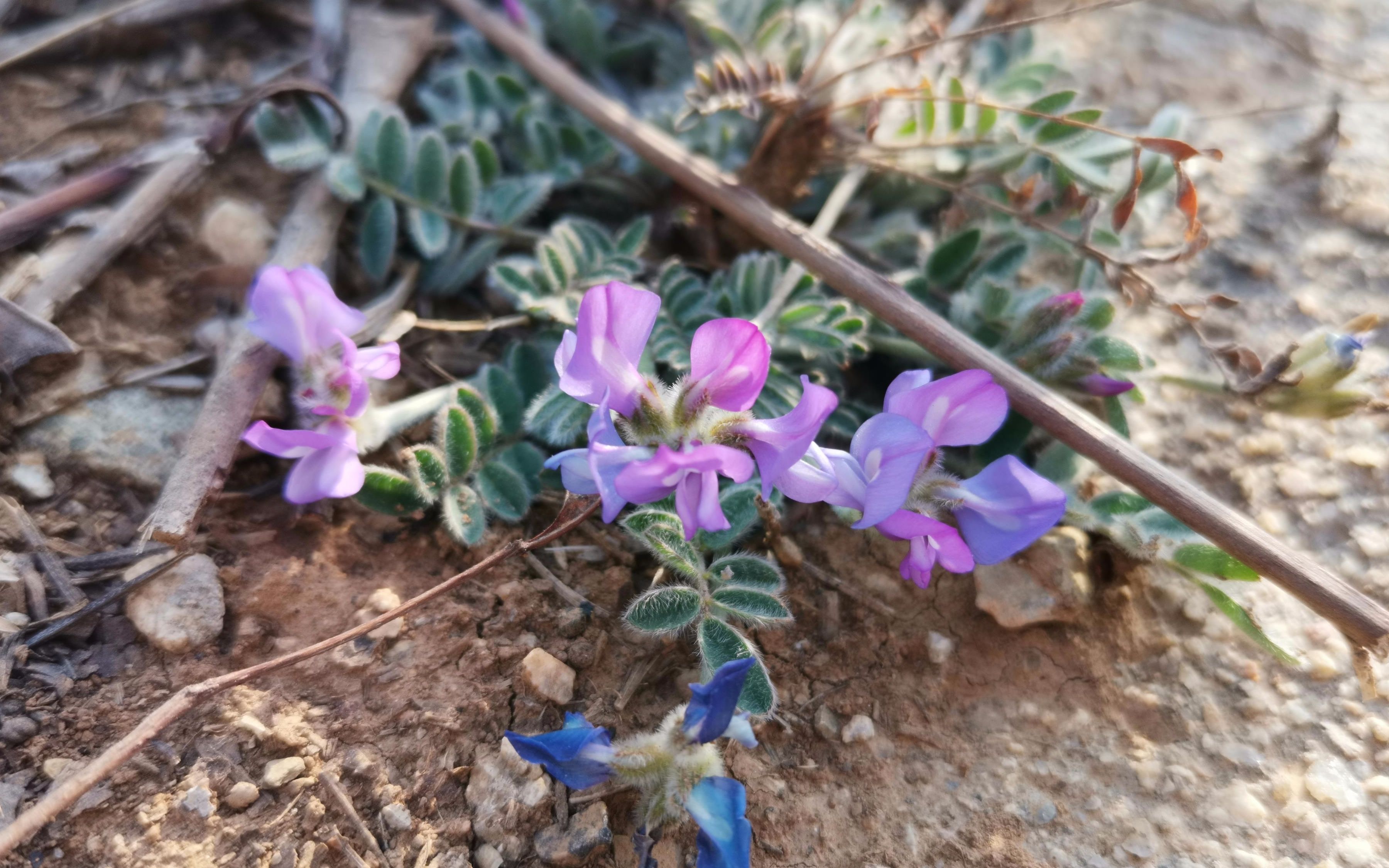 紫红色或者蓝紫色的米口袋花很漂亮_哔哩哔哩 (゜-゜)つロ 干杯~-bili