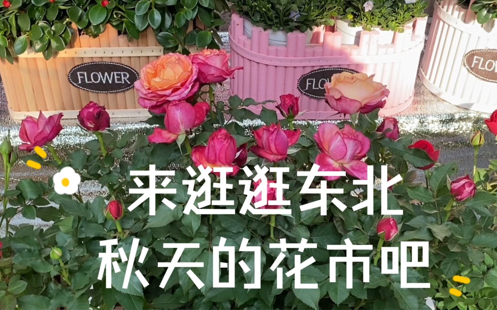 [图]逛了花市才发现，原来月季花竟然是花卉植物里面最便宜的！