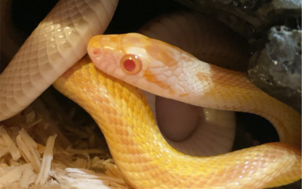 玉米蛇色系图片