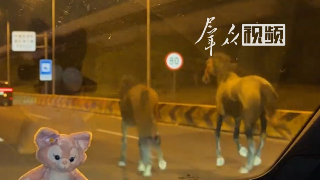 闯隧道、上高架！苏州两匹马“出逃”，在市区道路上狂奔；马场负责人发声：马挣脱绳索跑丢，开3辆车用3小时追回，所幸未伤及人车。