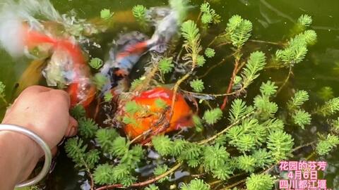 这么脏的水 金鱼就是不死 还生一池的鱼蛋 你说气人不 哔哩哔哩 这么脏的水 金鱼就是不死 还生一池的鱼蛋 你说气人不 哔哩哔哩