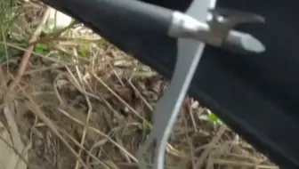 火鸡散着步突然头没了