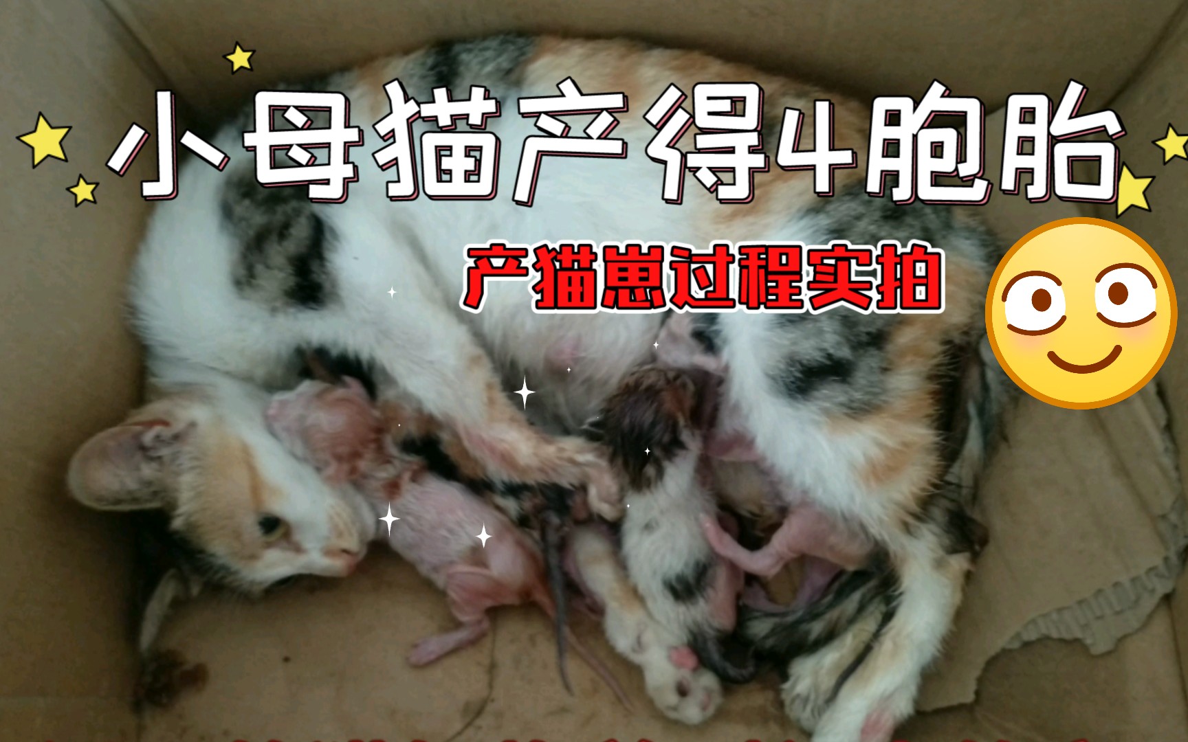 强大心灵实拍小母猫生猫崽过程(3完结)产猫崽场面你一定没见过.哔哩哔哩bilibili