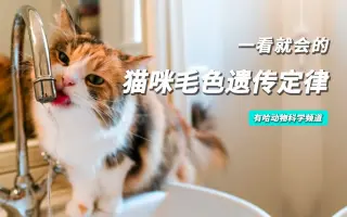 猫咪毛色遗传学 哔哩哔哩 Bilibili