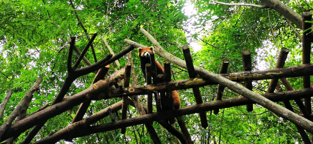小熊猫爬下楼梯,拍自成都熊猫基地