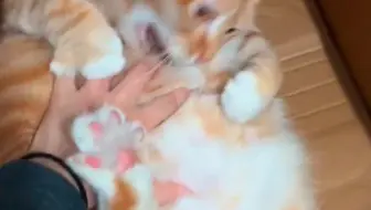 有趣可愛的貓😹😊