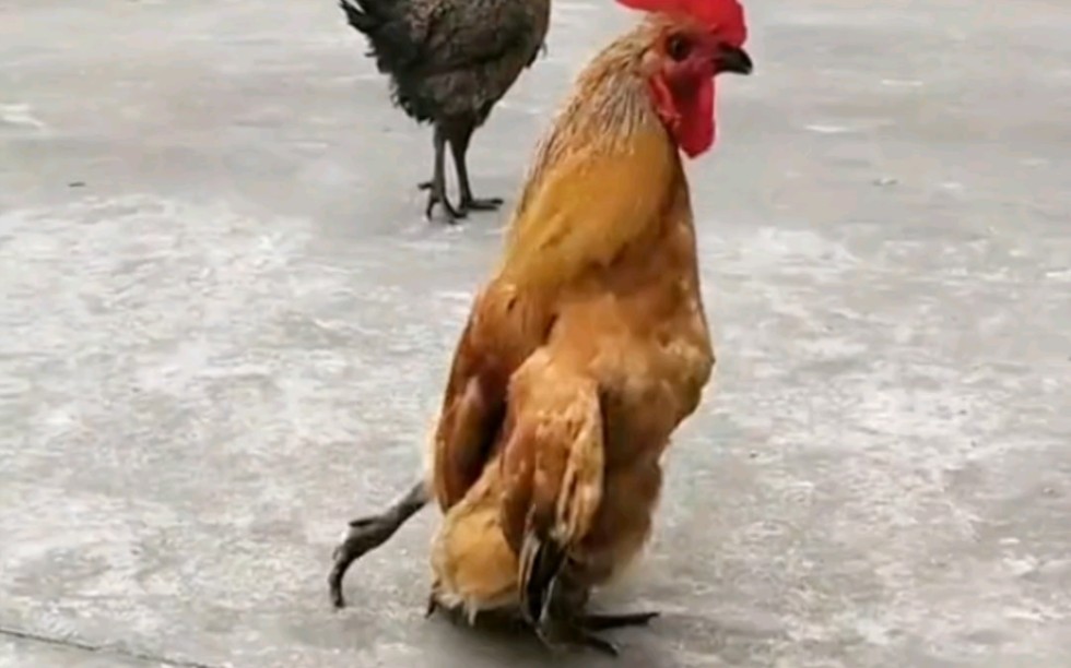 鸡哥:看啥看,打篮球打多了就这样